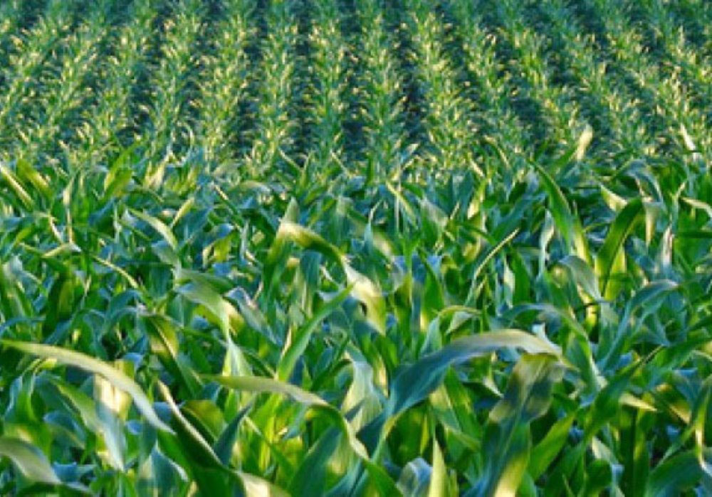 Irrigazione a goccia del mais, tutti i vantaggi - Agrimeccanica -  AgroNotizie